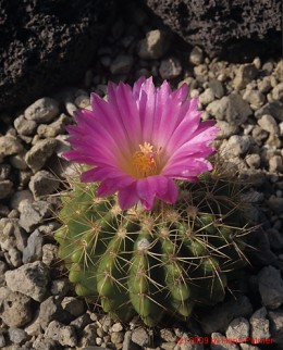 Notocactus cv. buiningii  